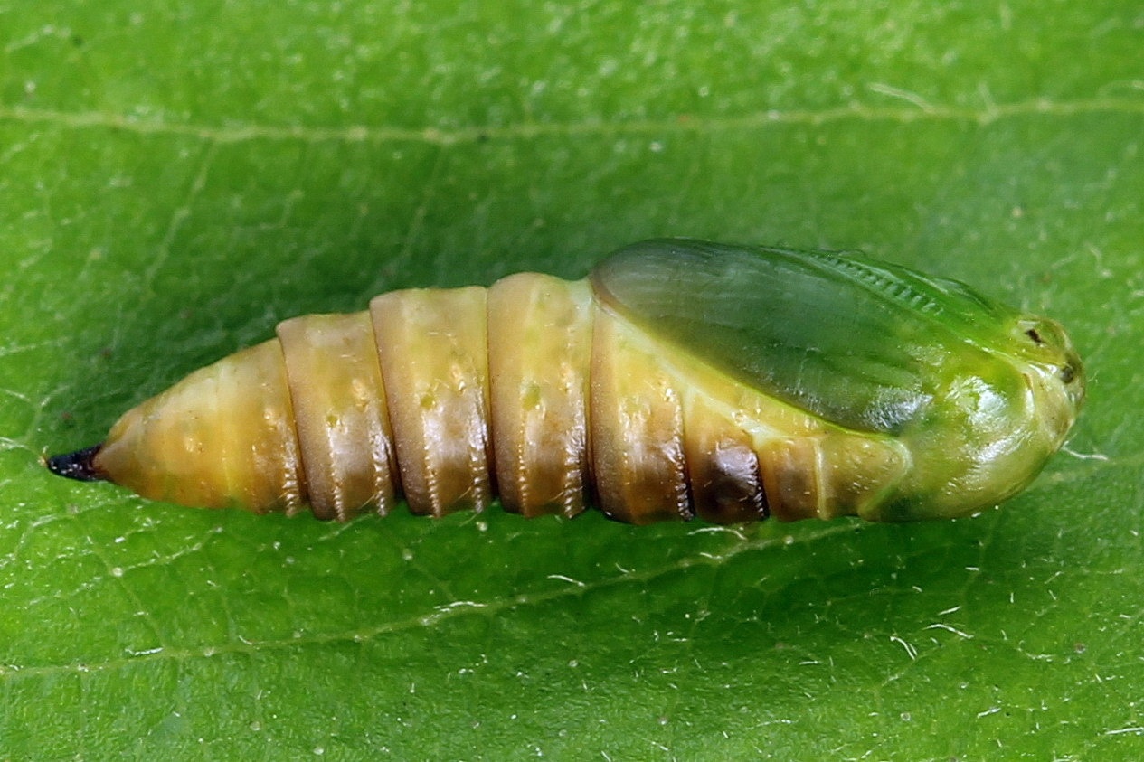 Ptycholoma lecheana