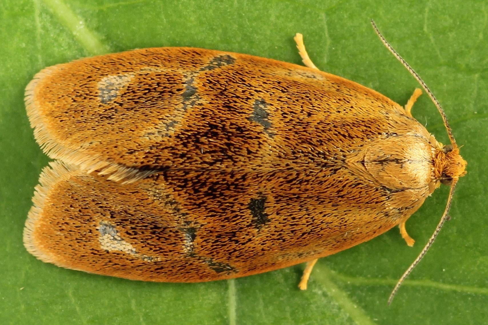 Ptycholoma lecheana
