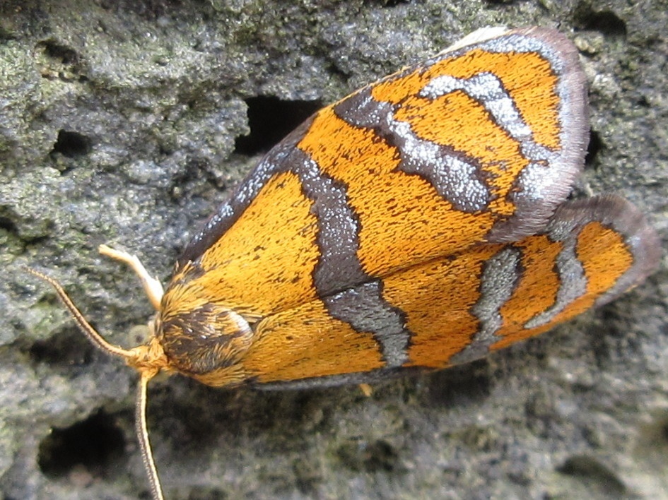 Ptycholoma lecheana