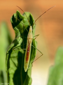Stenocoris
