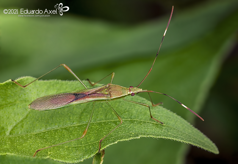 Stenocoris