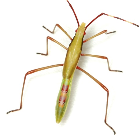 Stenocoris