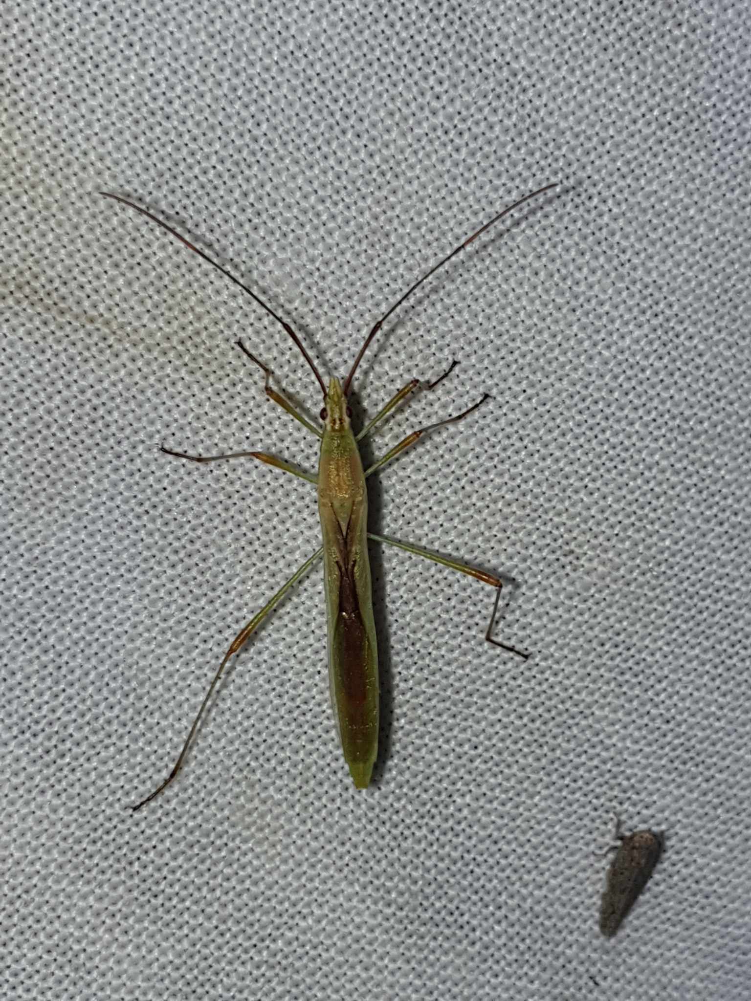 Stenocoris