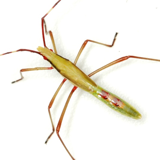 Stenocoris