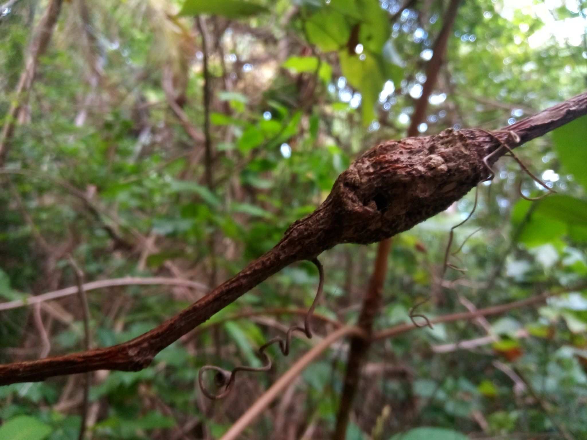 Agrobacterium vitis