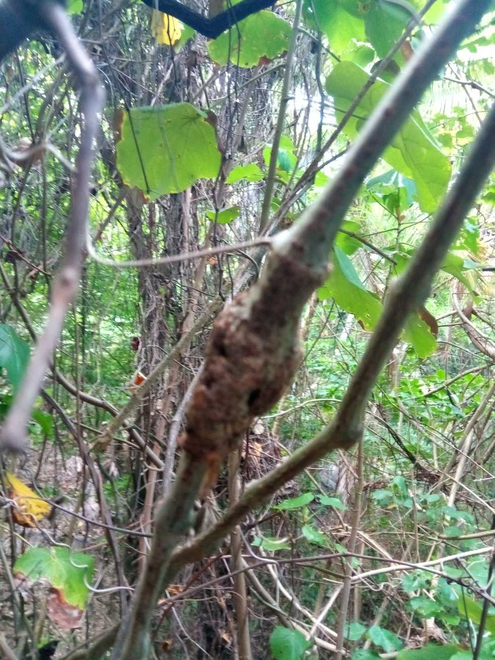 Agrobacterium vitis