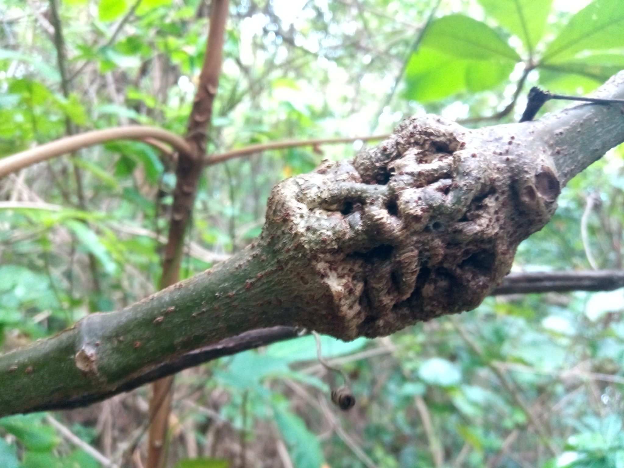 Agrobacterium vitis