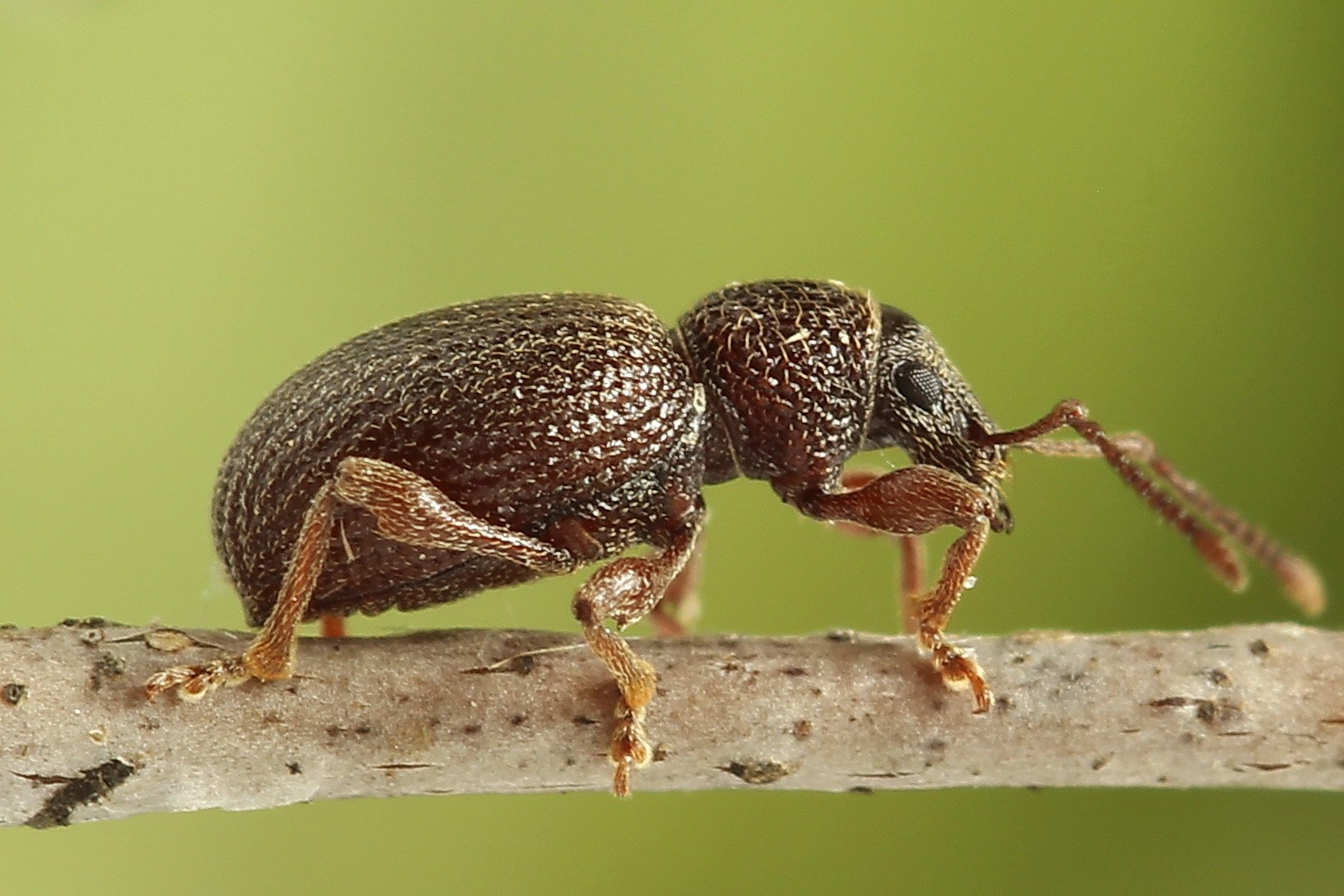 Otiorhynchus ovatus