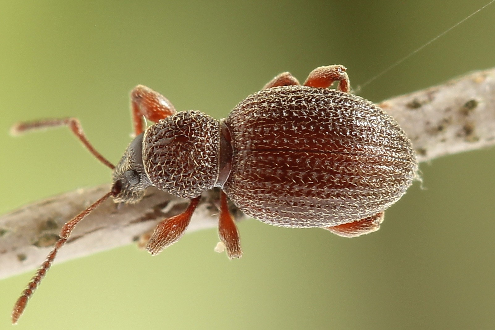 Otiorhynchus ovatus