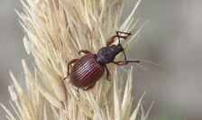 Otiorhynchus ovatus