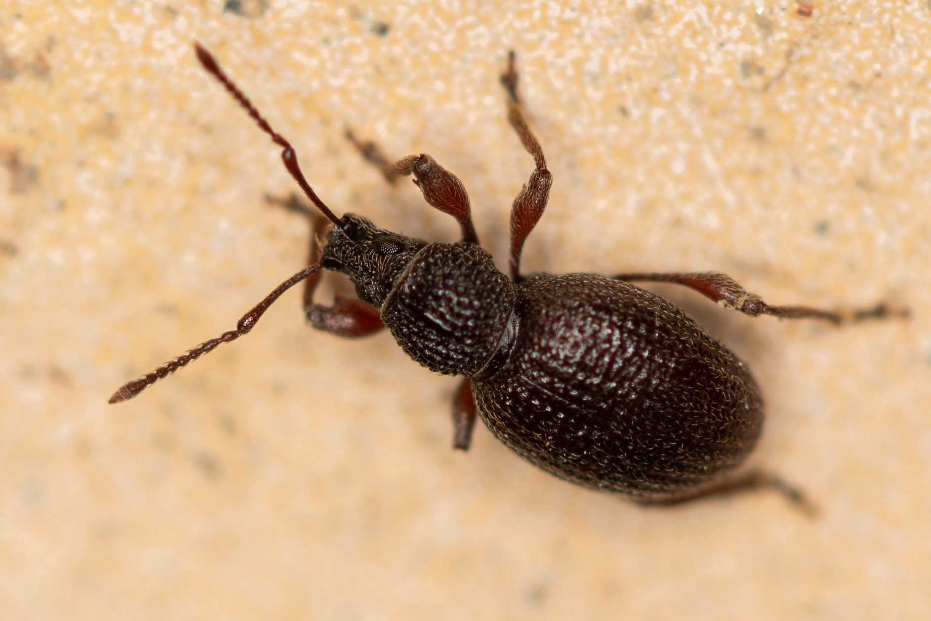 Otiorhynchus ovatus