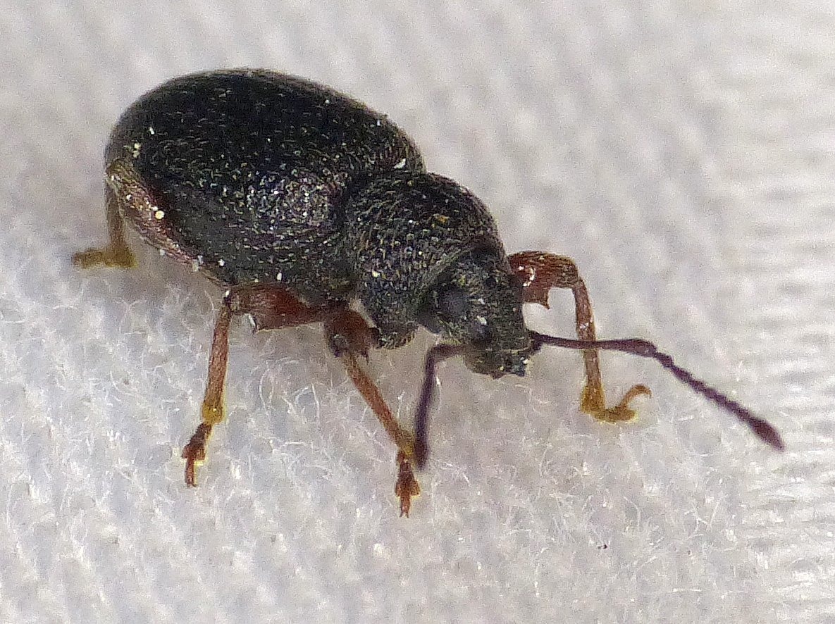 Otiorhynchus ovatus
