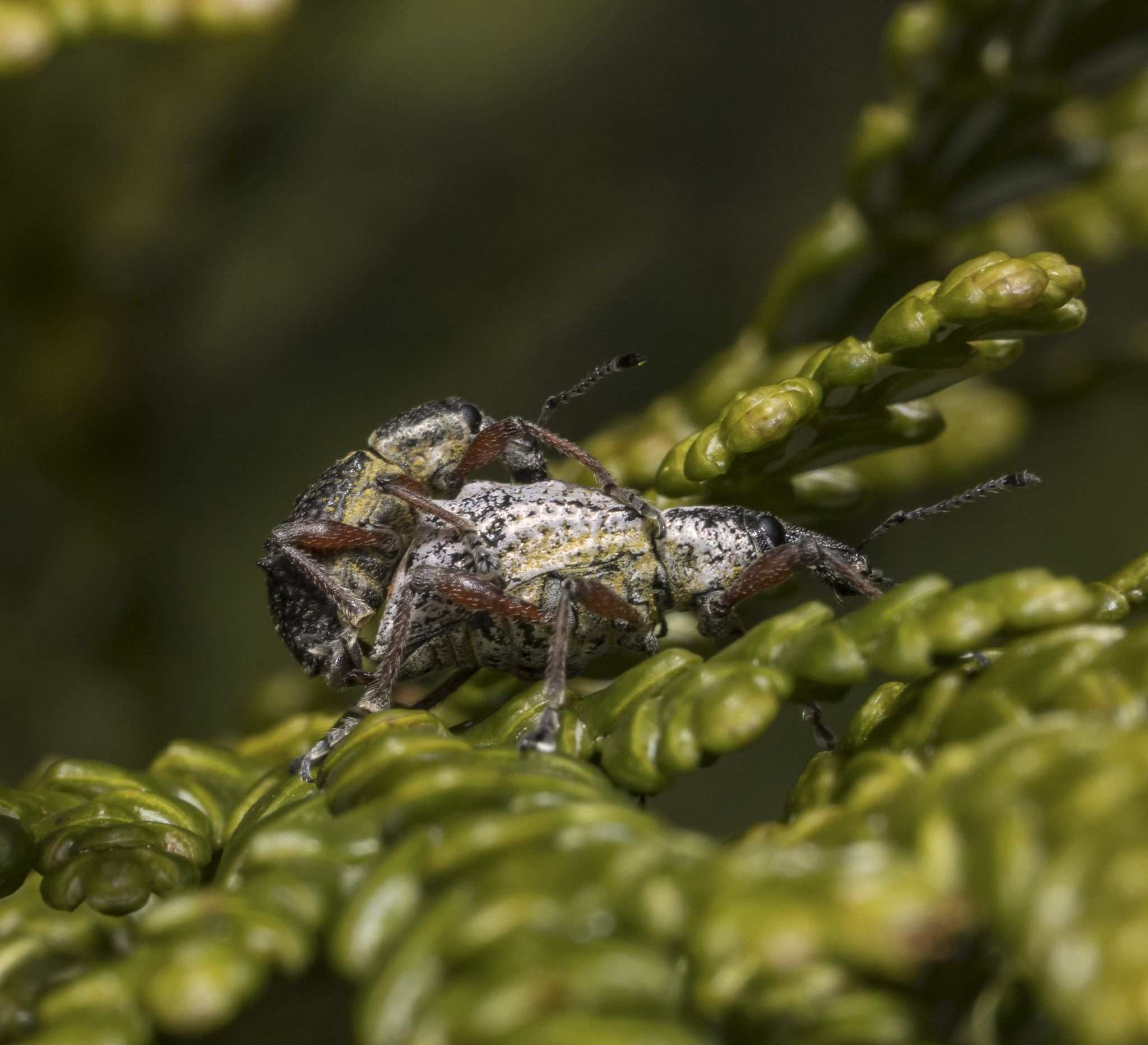 Hybreoleptops tuberculifer