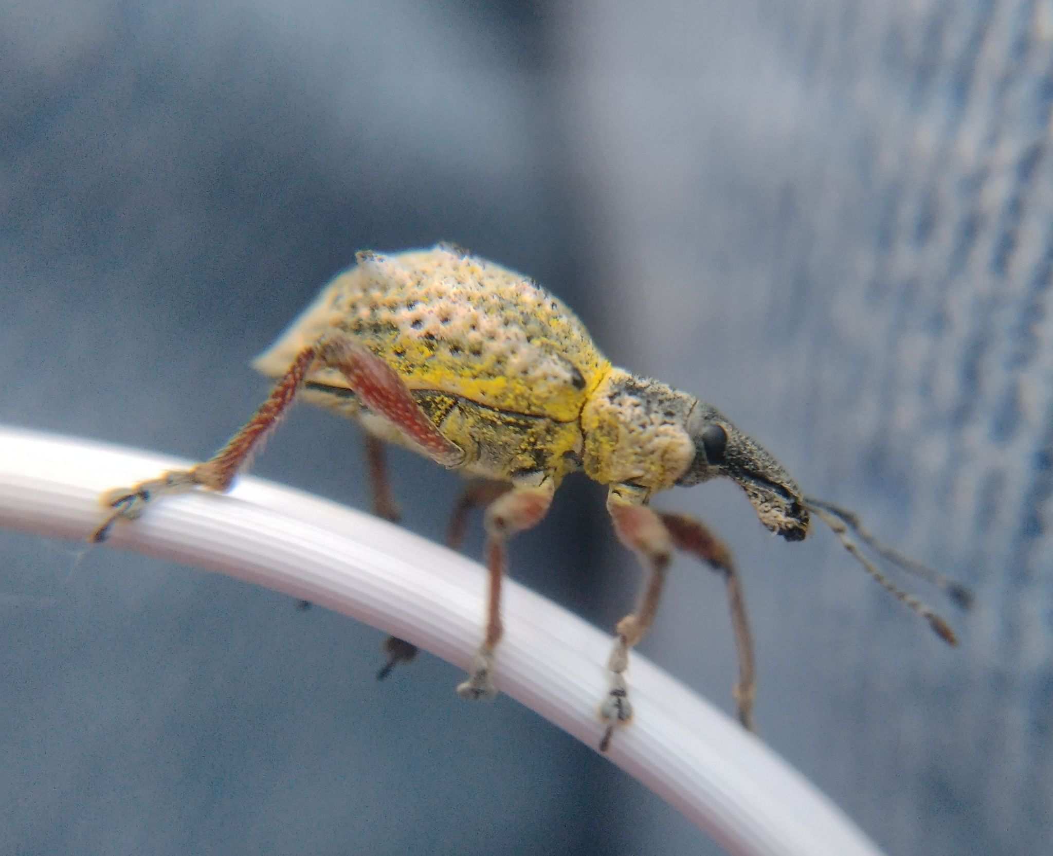 Hybreoleptops tuberculifer