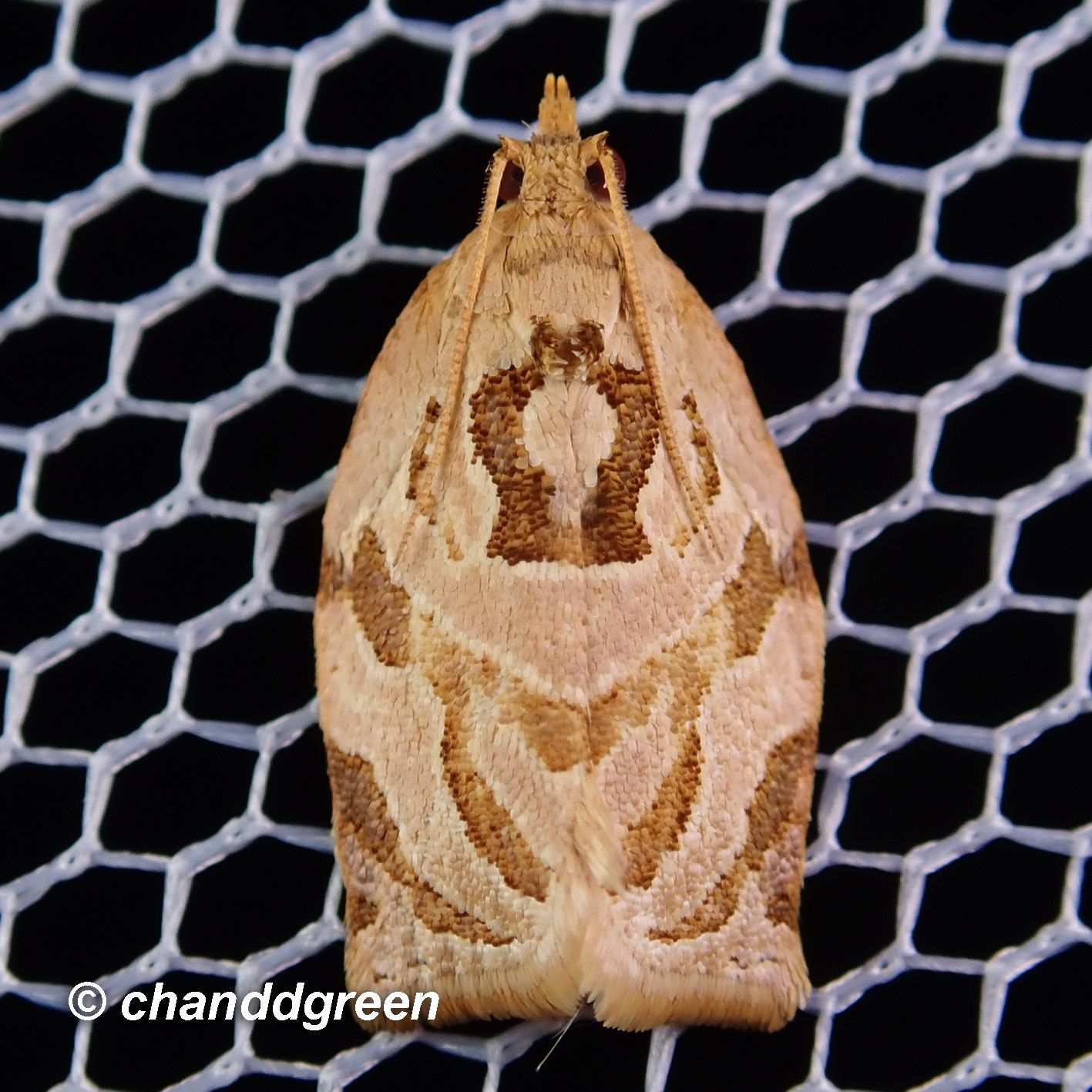 Adoxophyes privatana