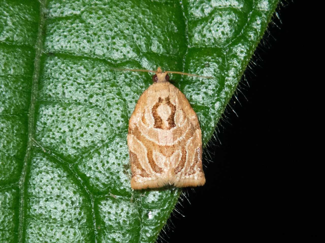 Adoxophyes privatana