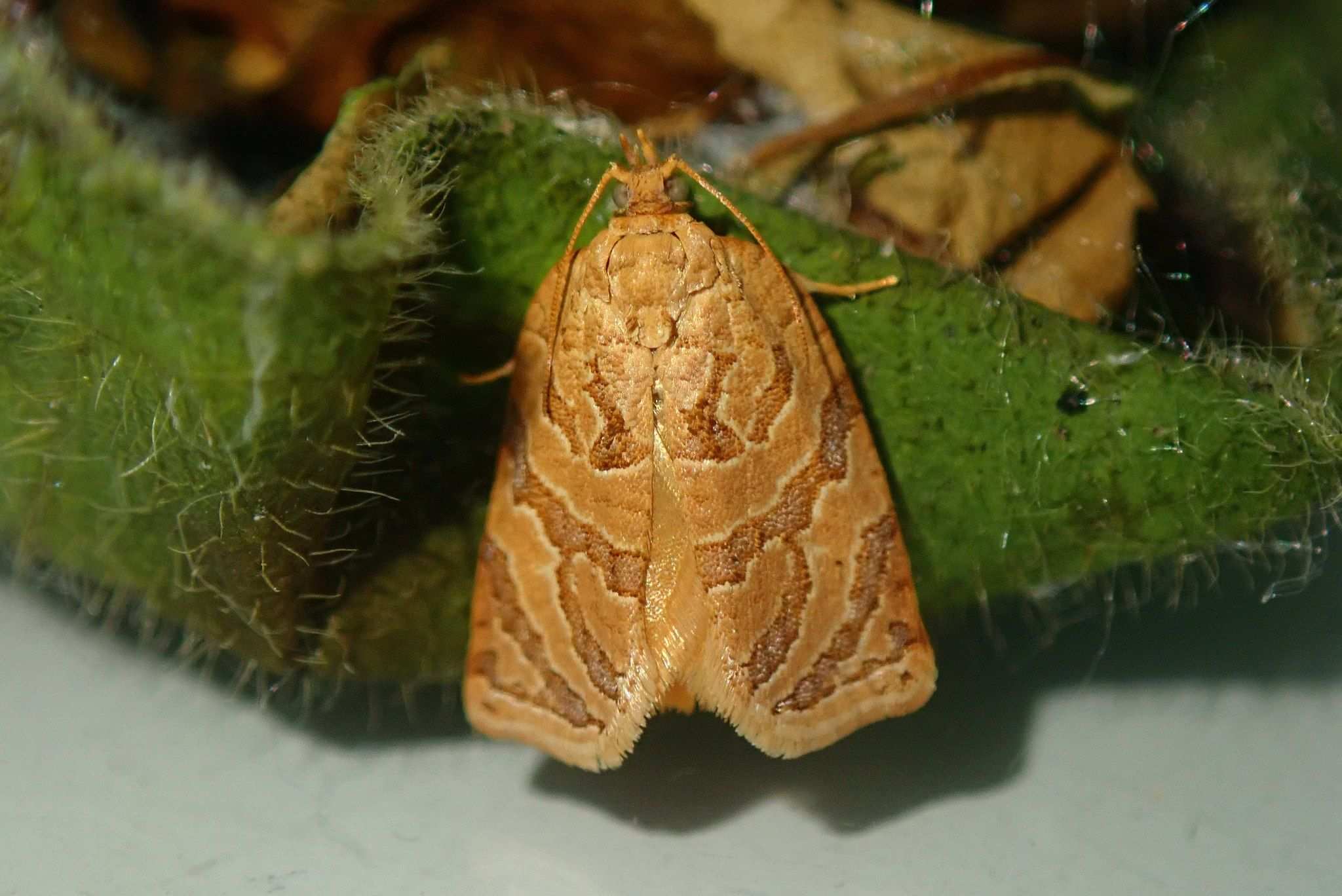 Adoxophyes privatana