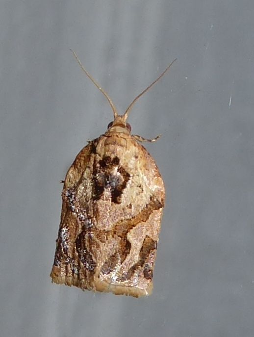 Adoxophyes privatana