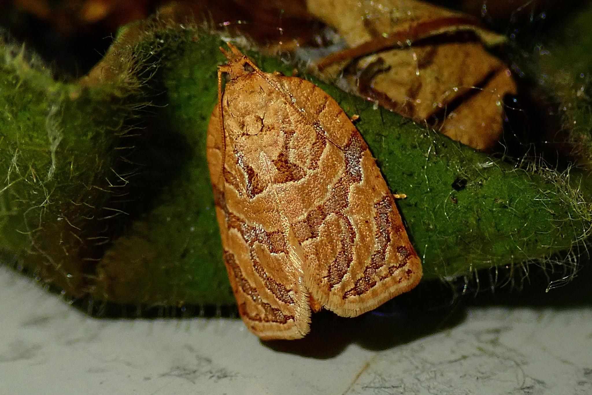 Adoxophyes privatana