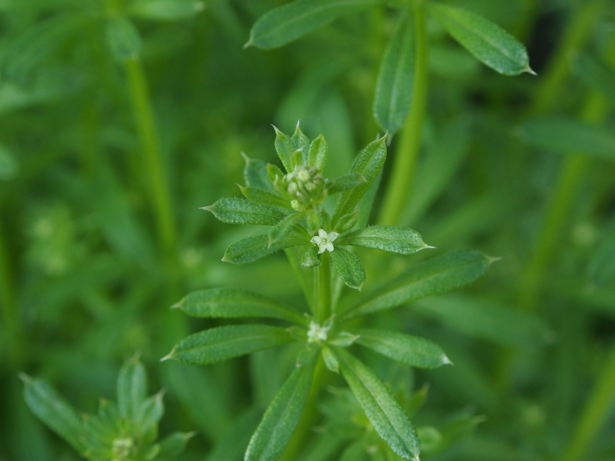 Galium spurium