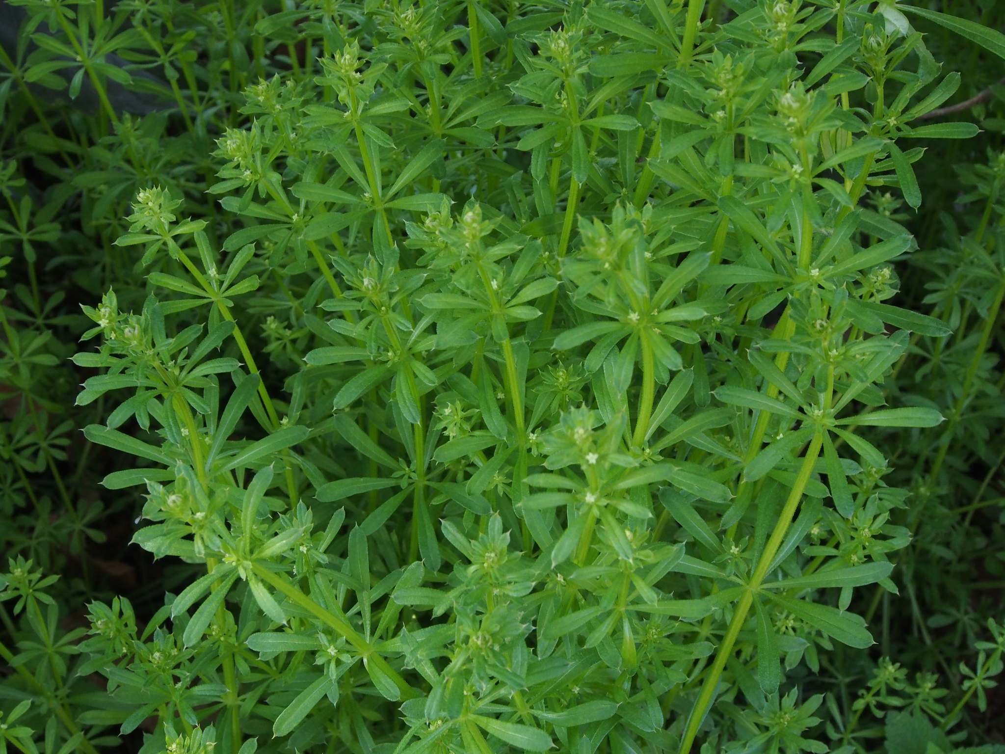 Galium spurium