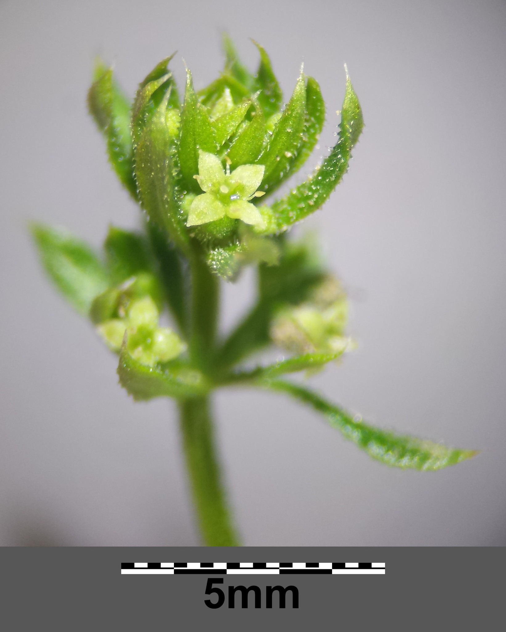 Galium spurium