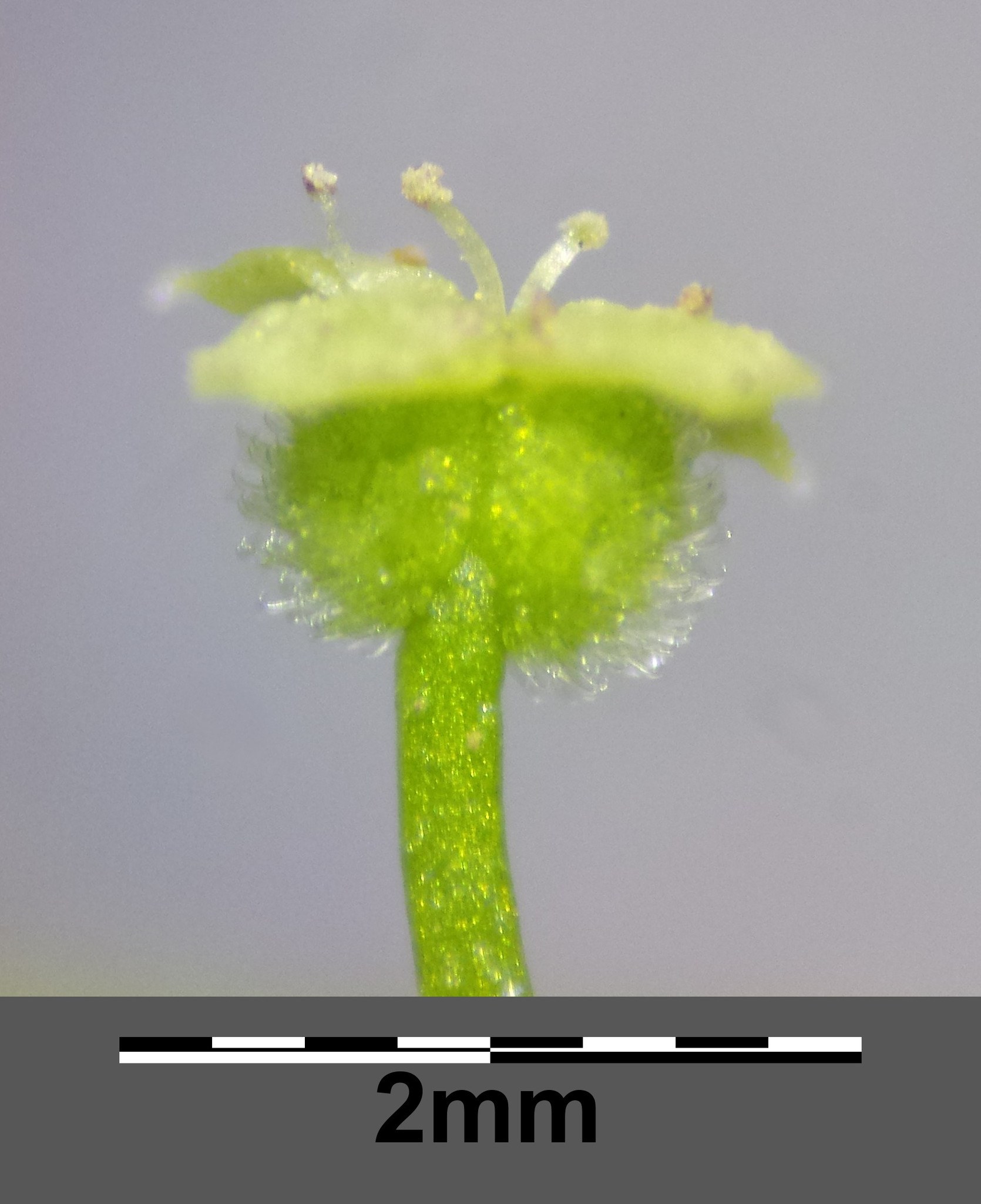 Galium spurium