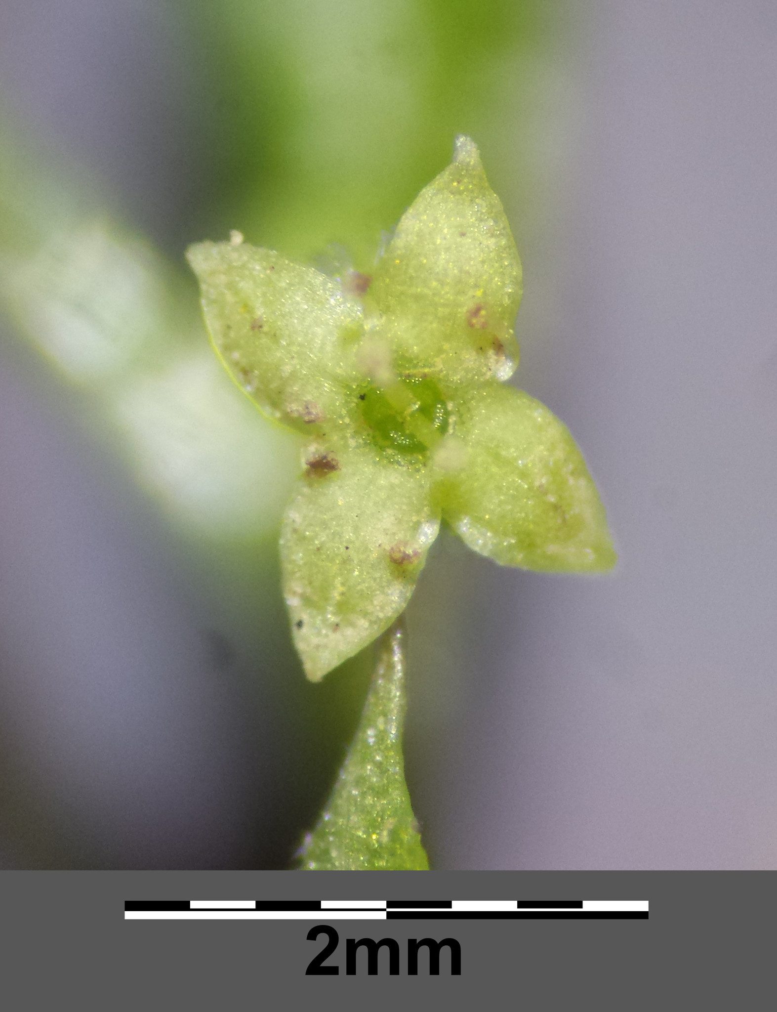 Galium spurium