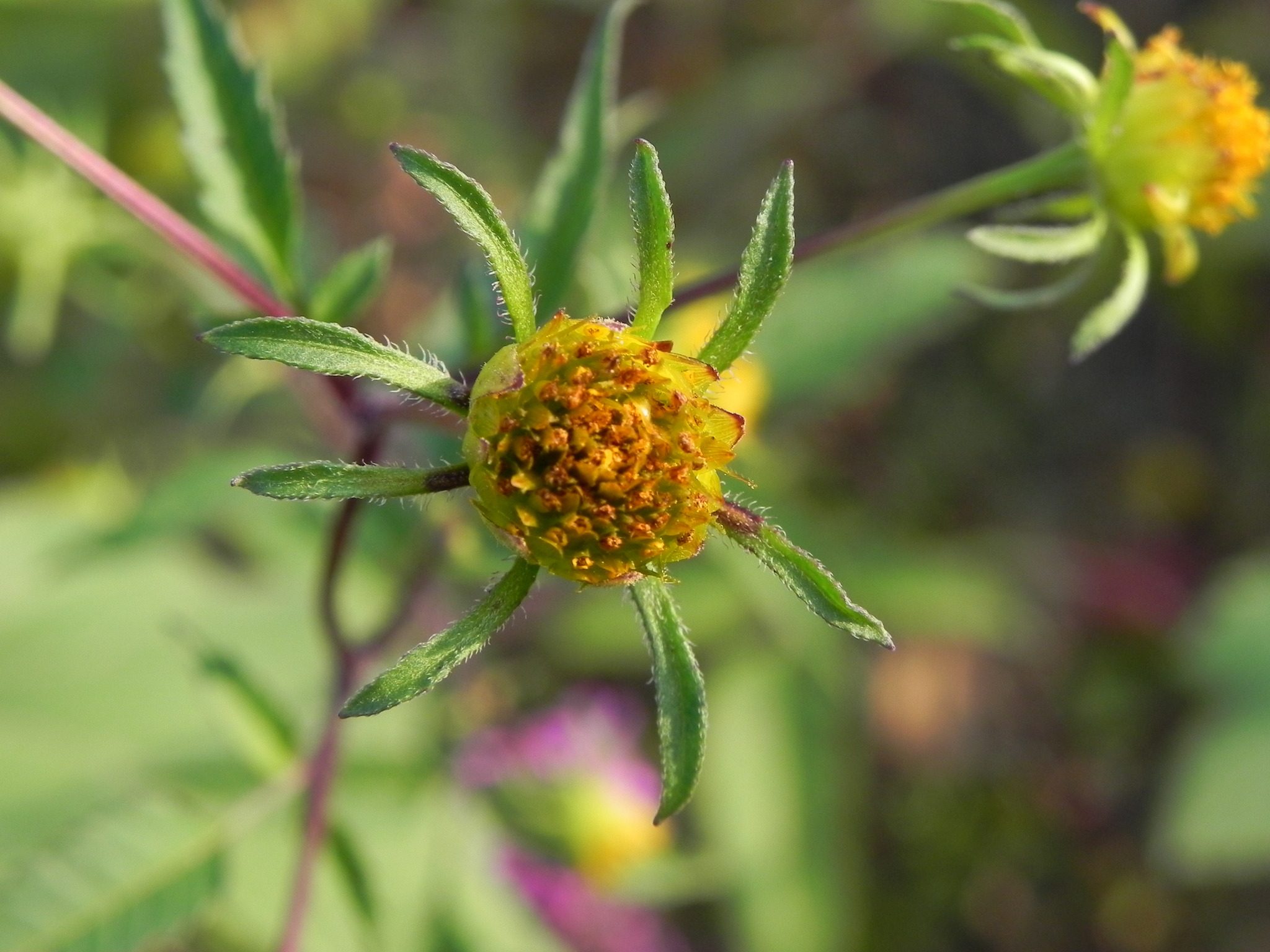 Bidens frondosa
