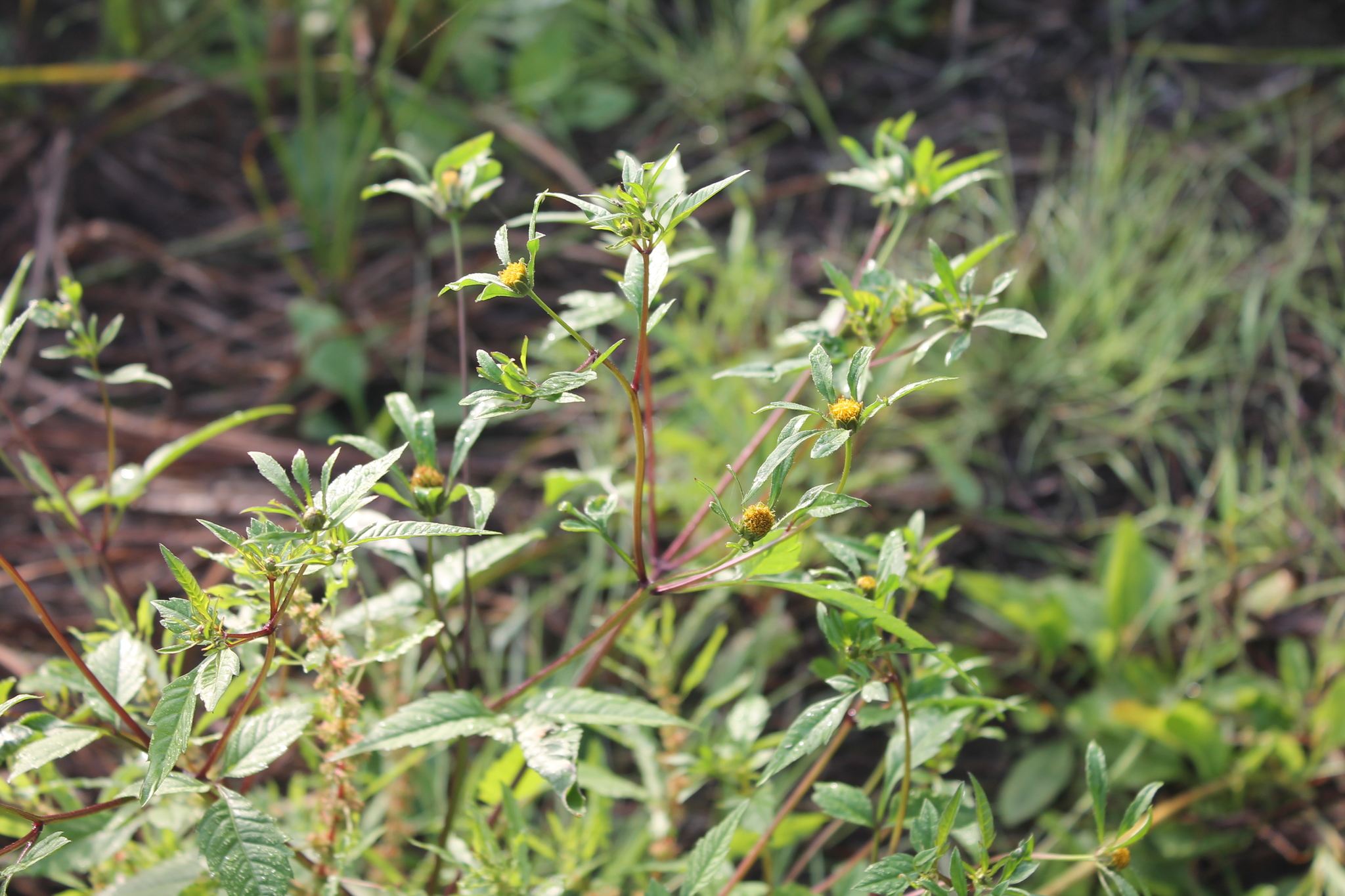Bidens frondosa