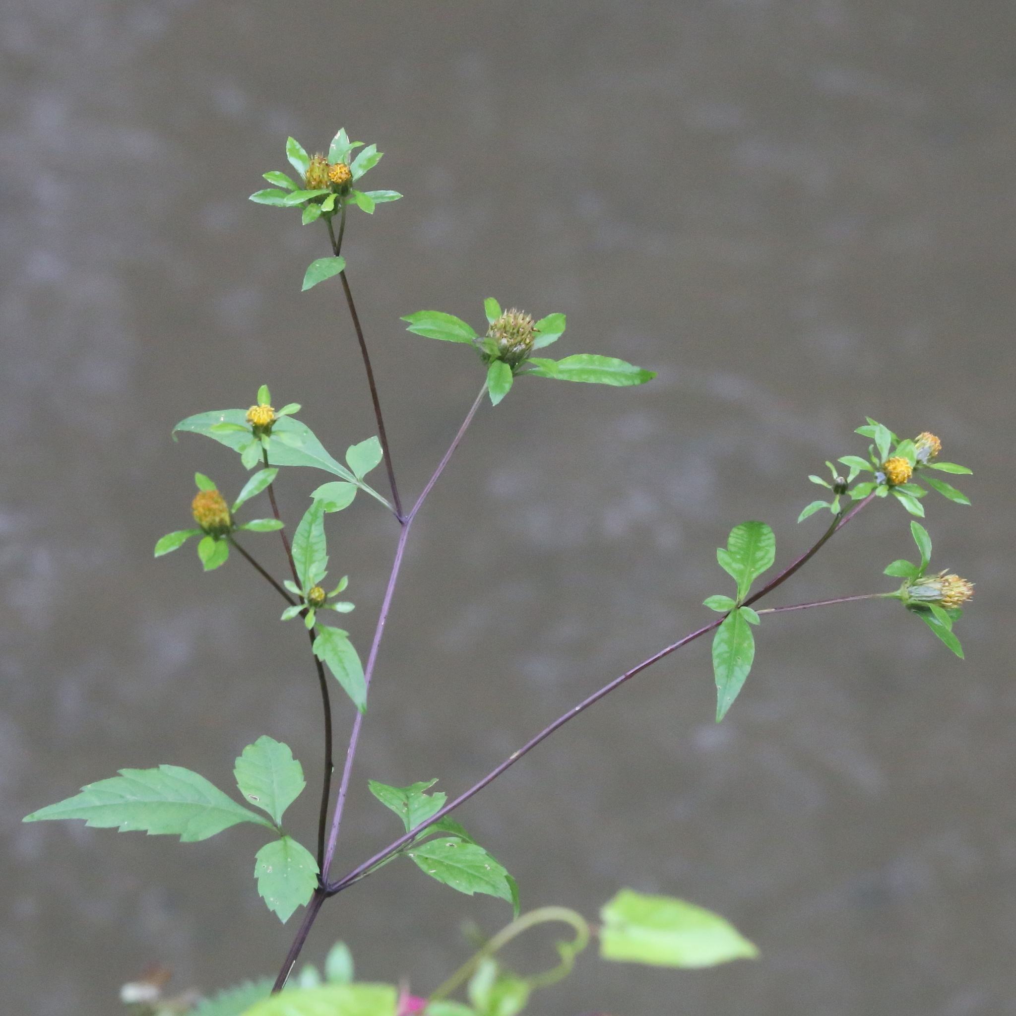 Bidens frondosa