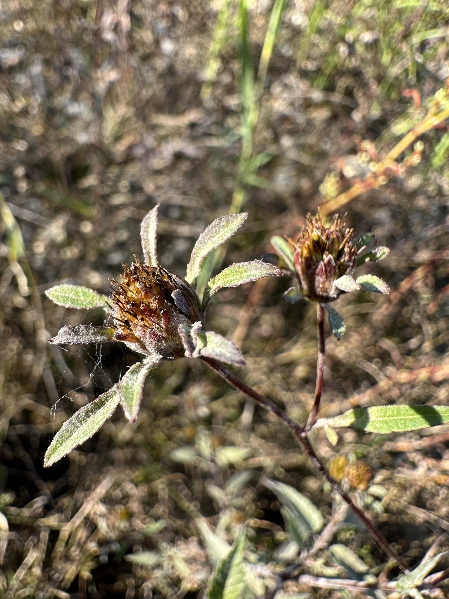 Bidens frondosa