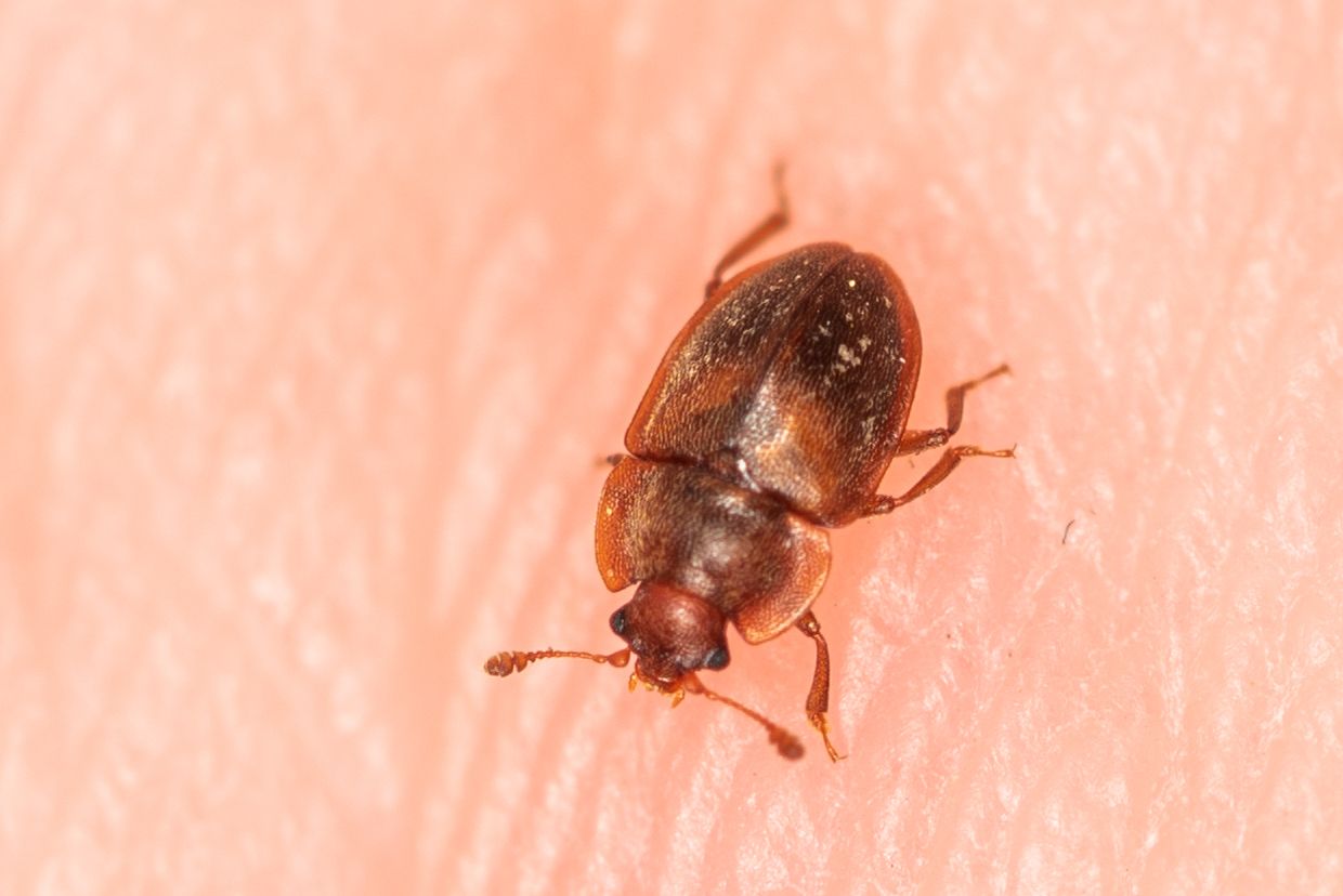 Epuraea limbata