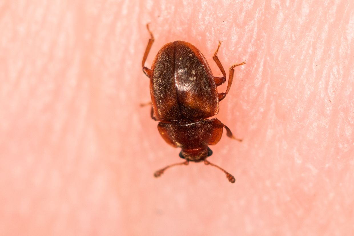 Epuraea limbata