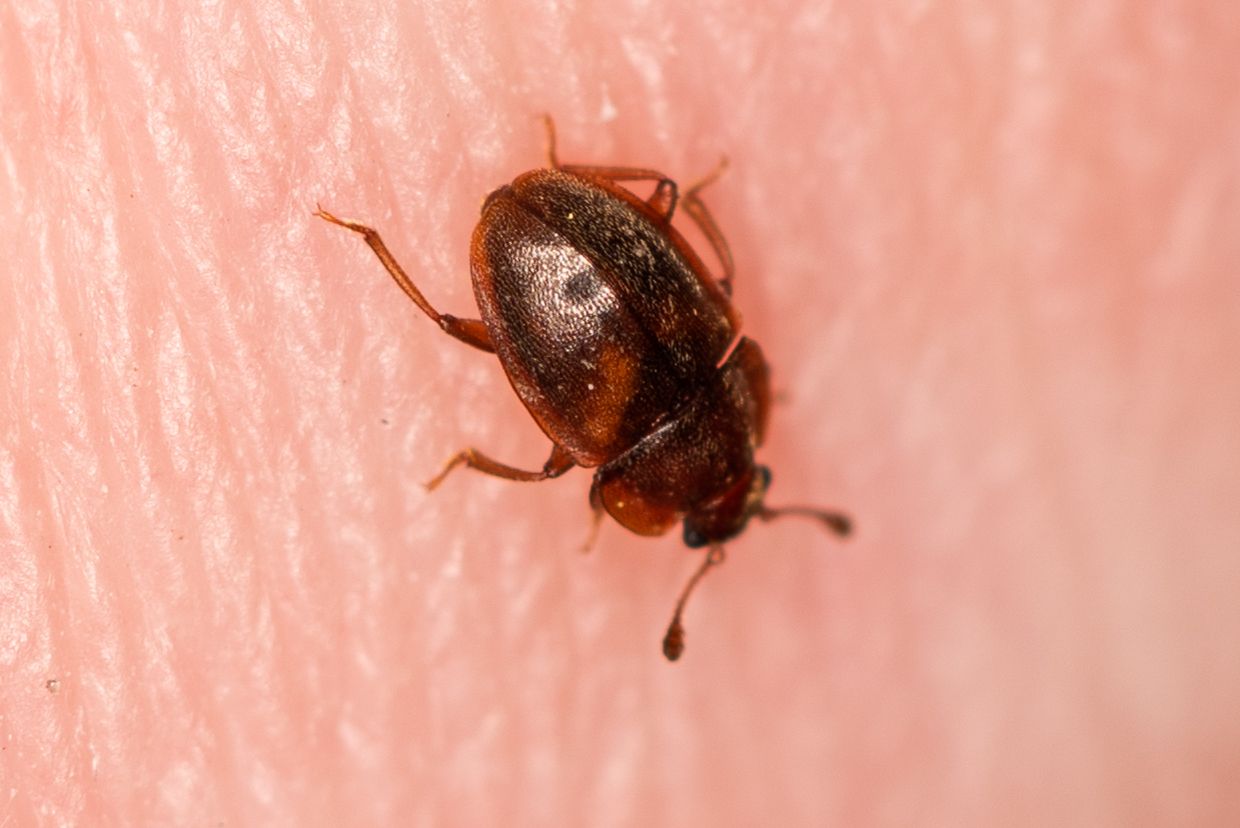Epuraea limbata