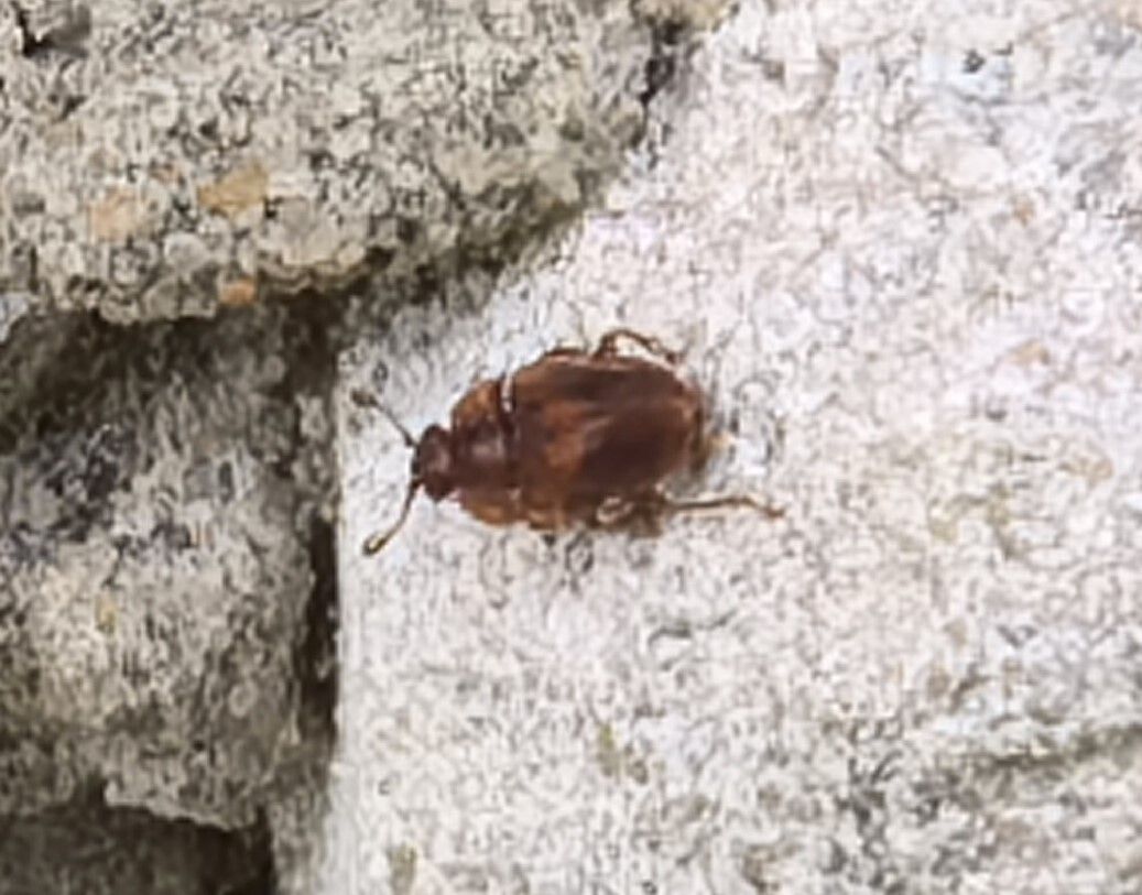 Epuraea limbata