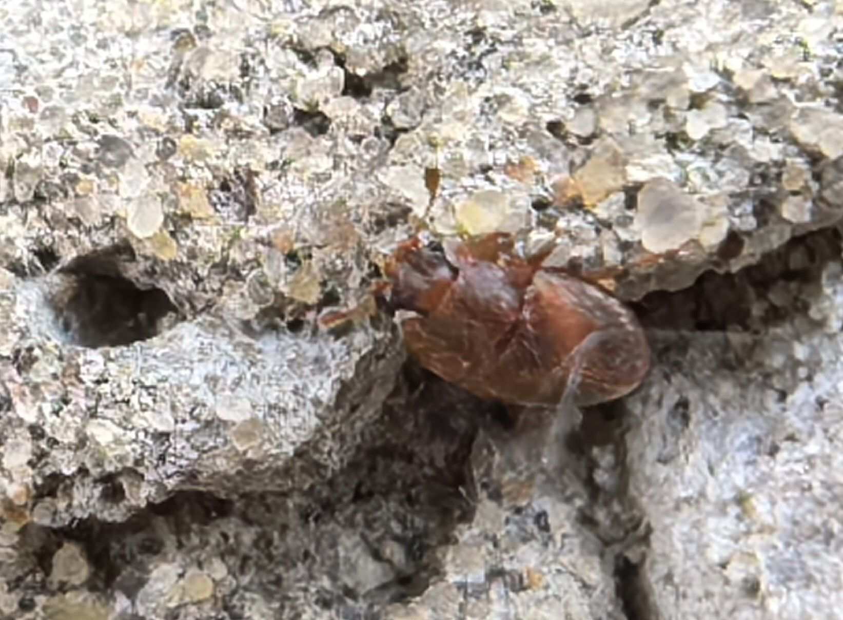 Epuraea limbata