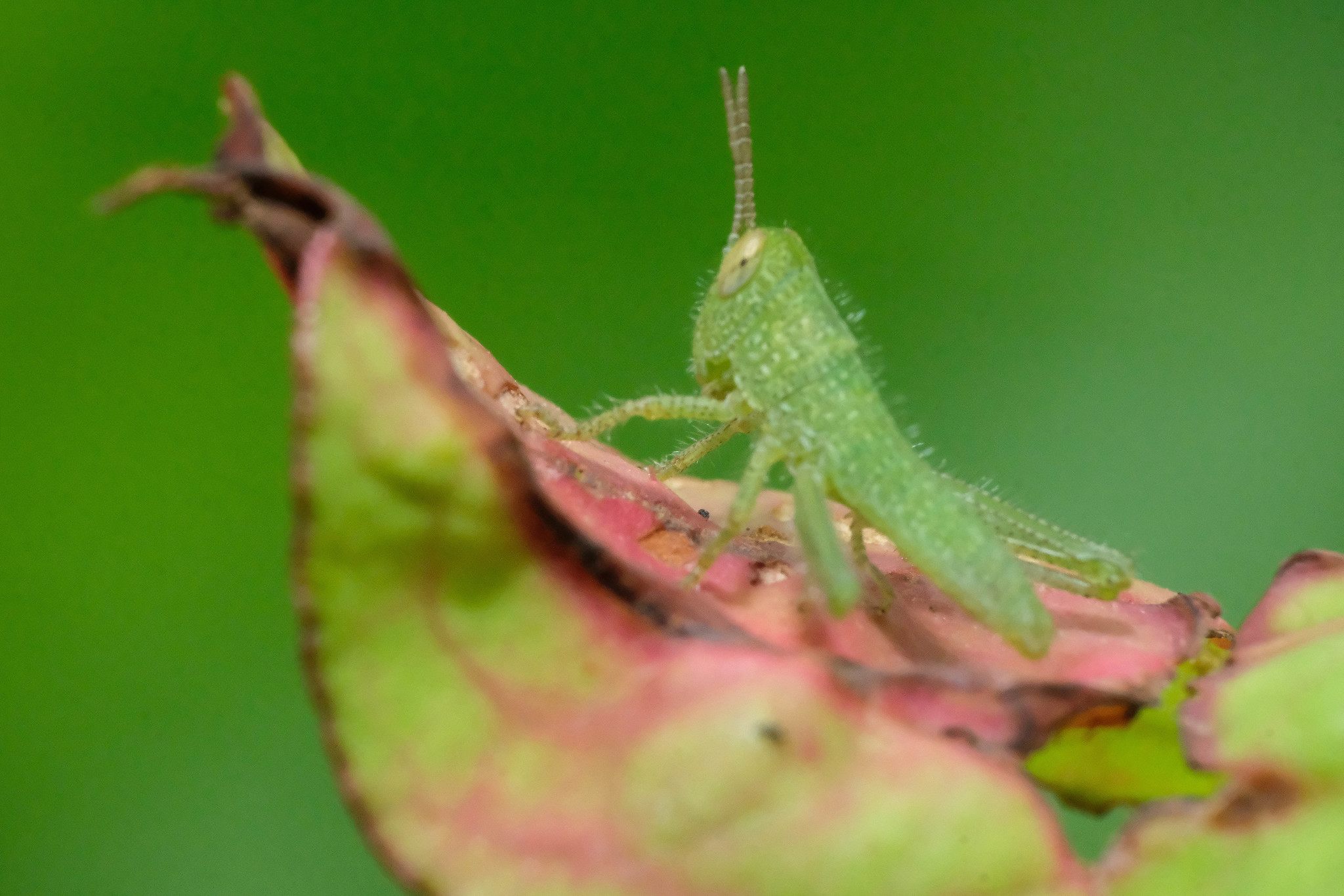 Chondracris rosea