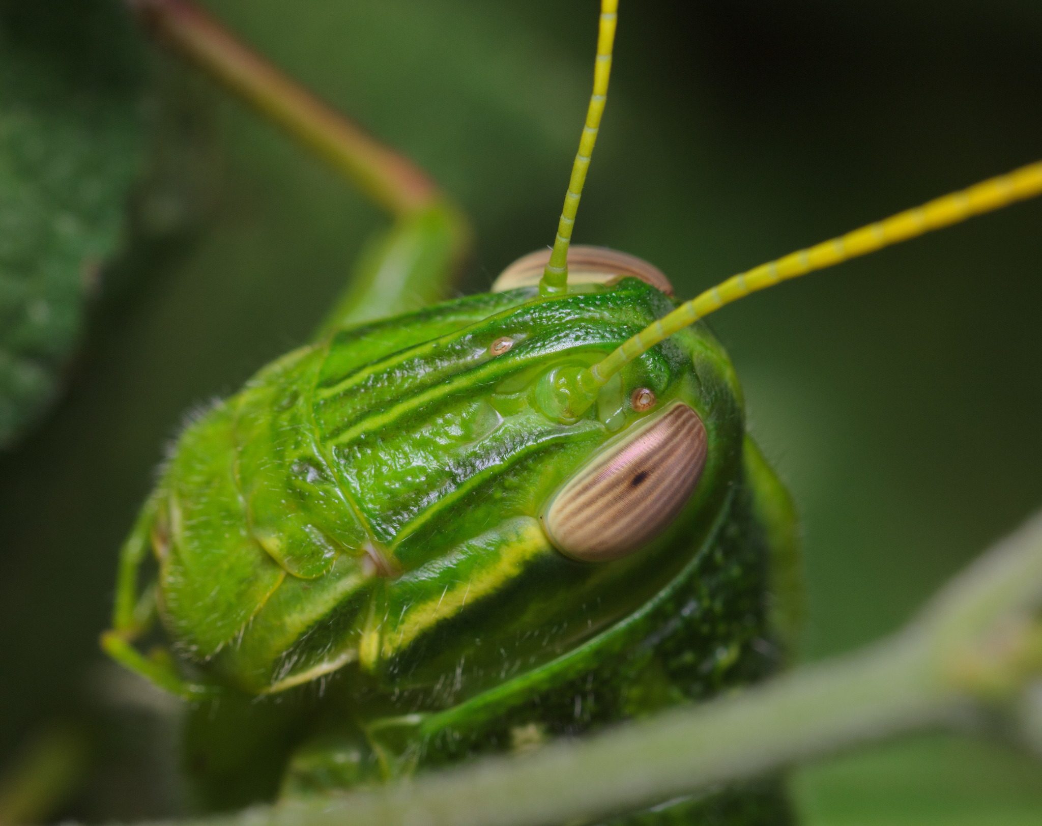 Chondracris rosea