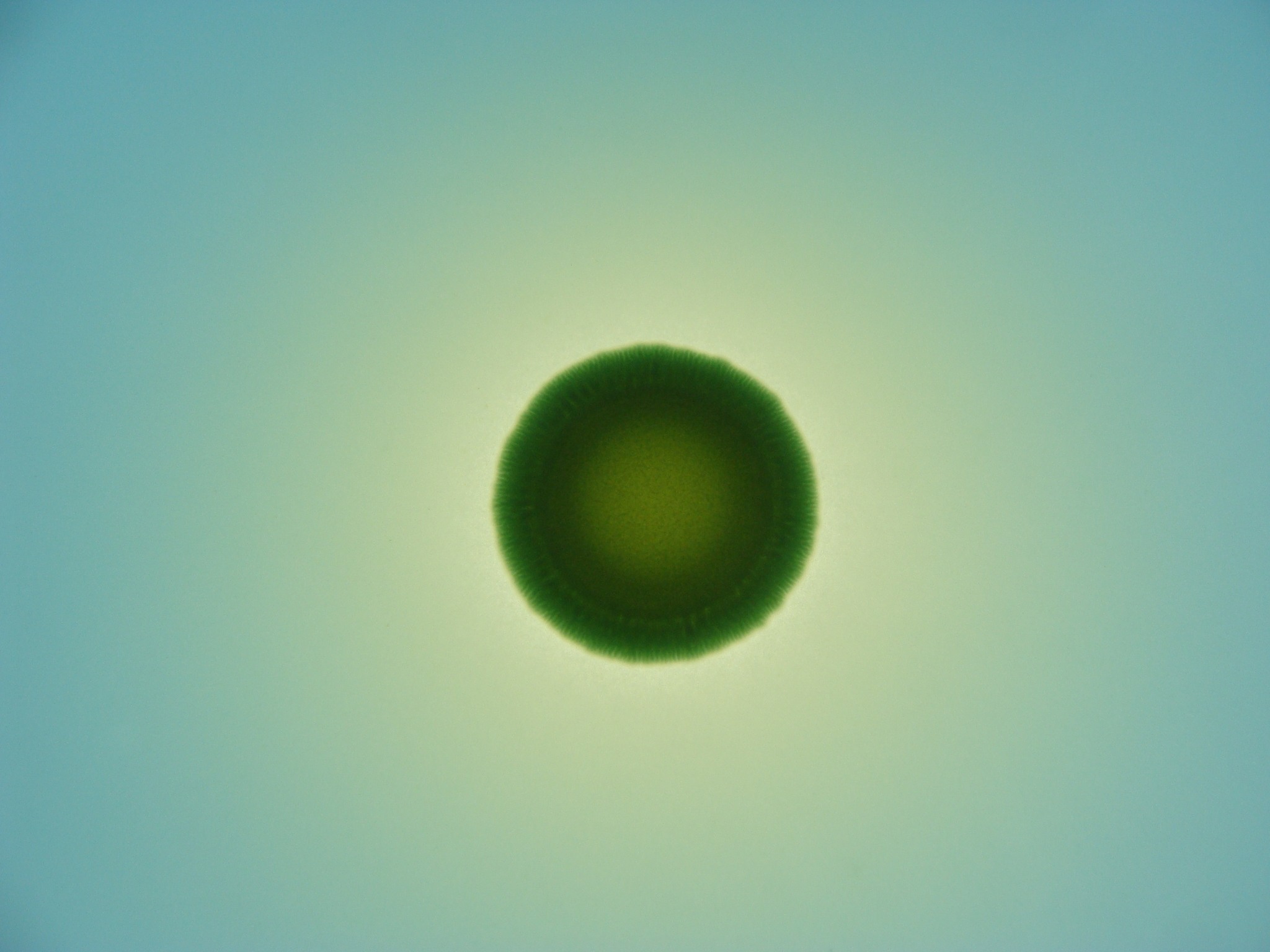 Pseudomonas fluorescens