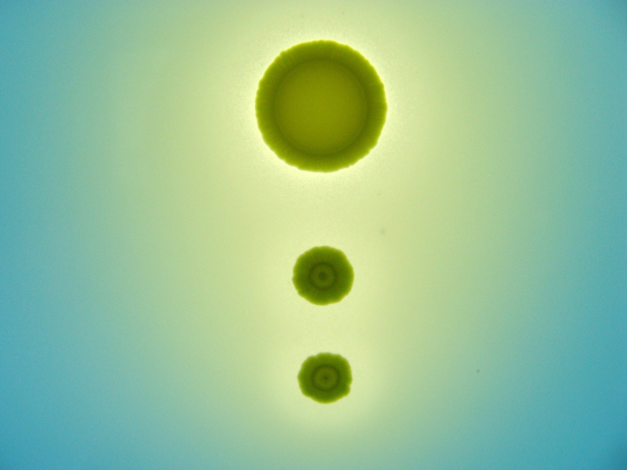 Pseudomonas fluorescens