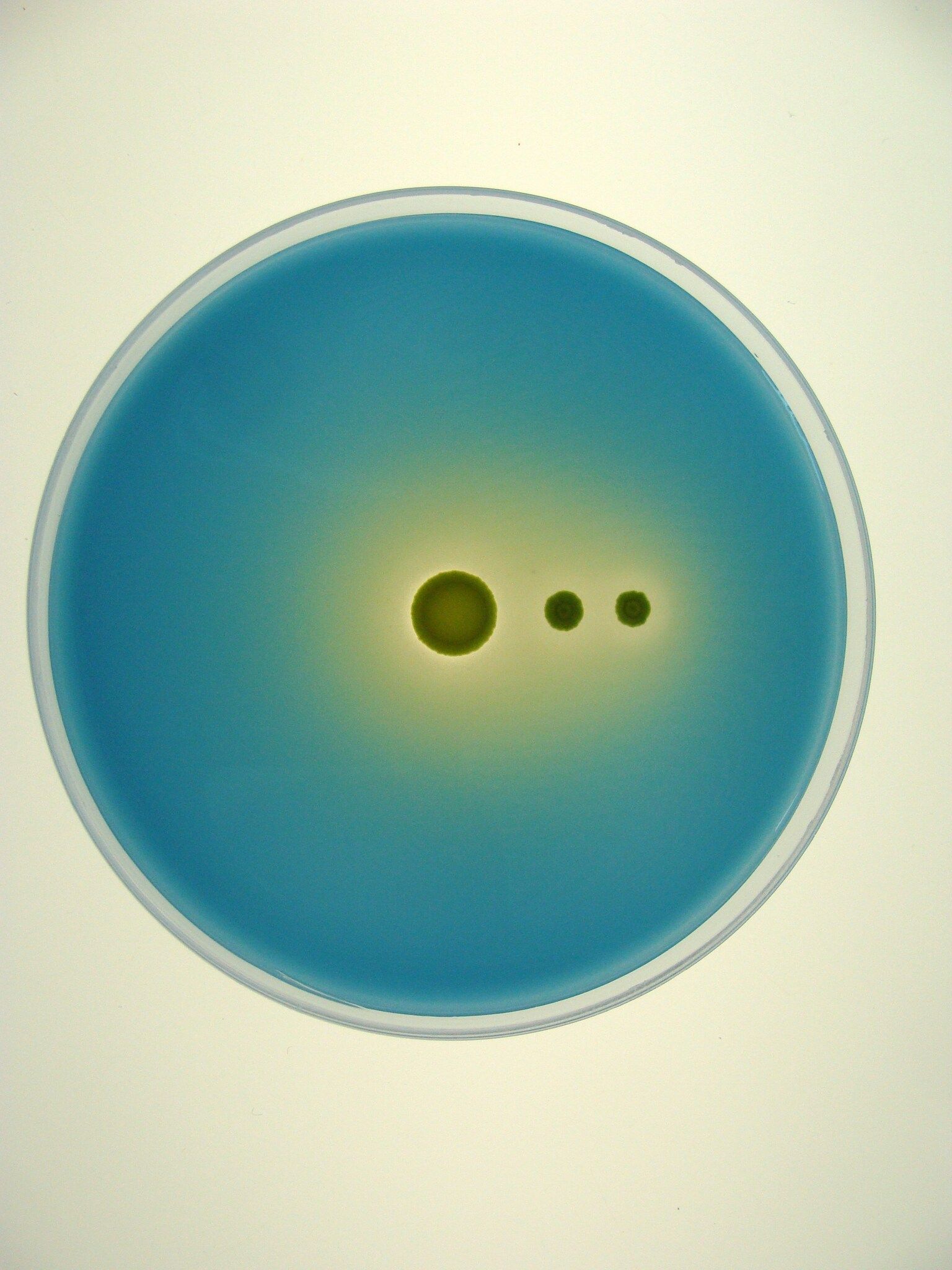 Pseudomonas fluorescens