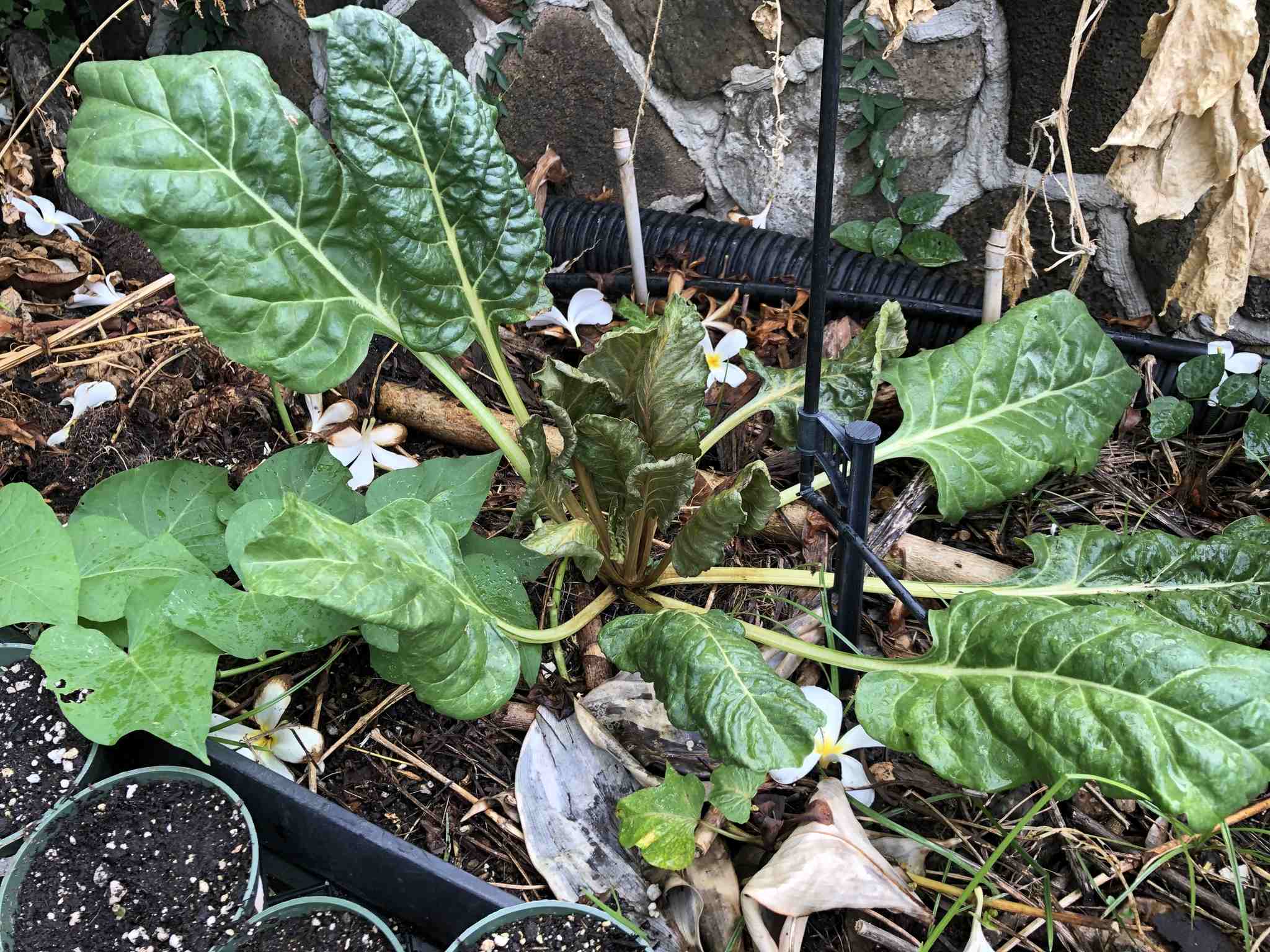 Beet curly top virus