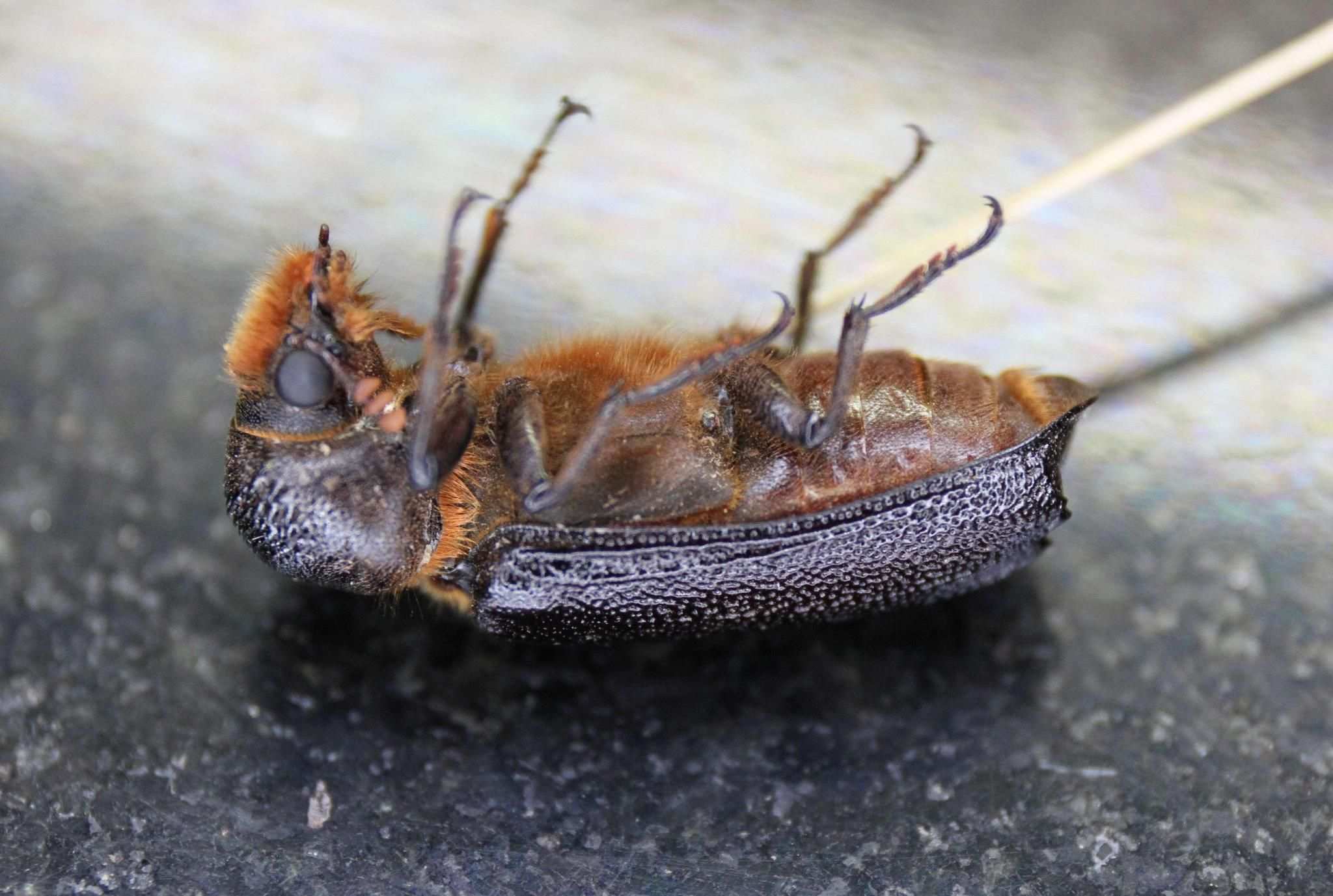 Apate monachus