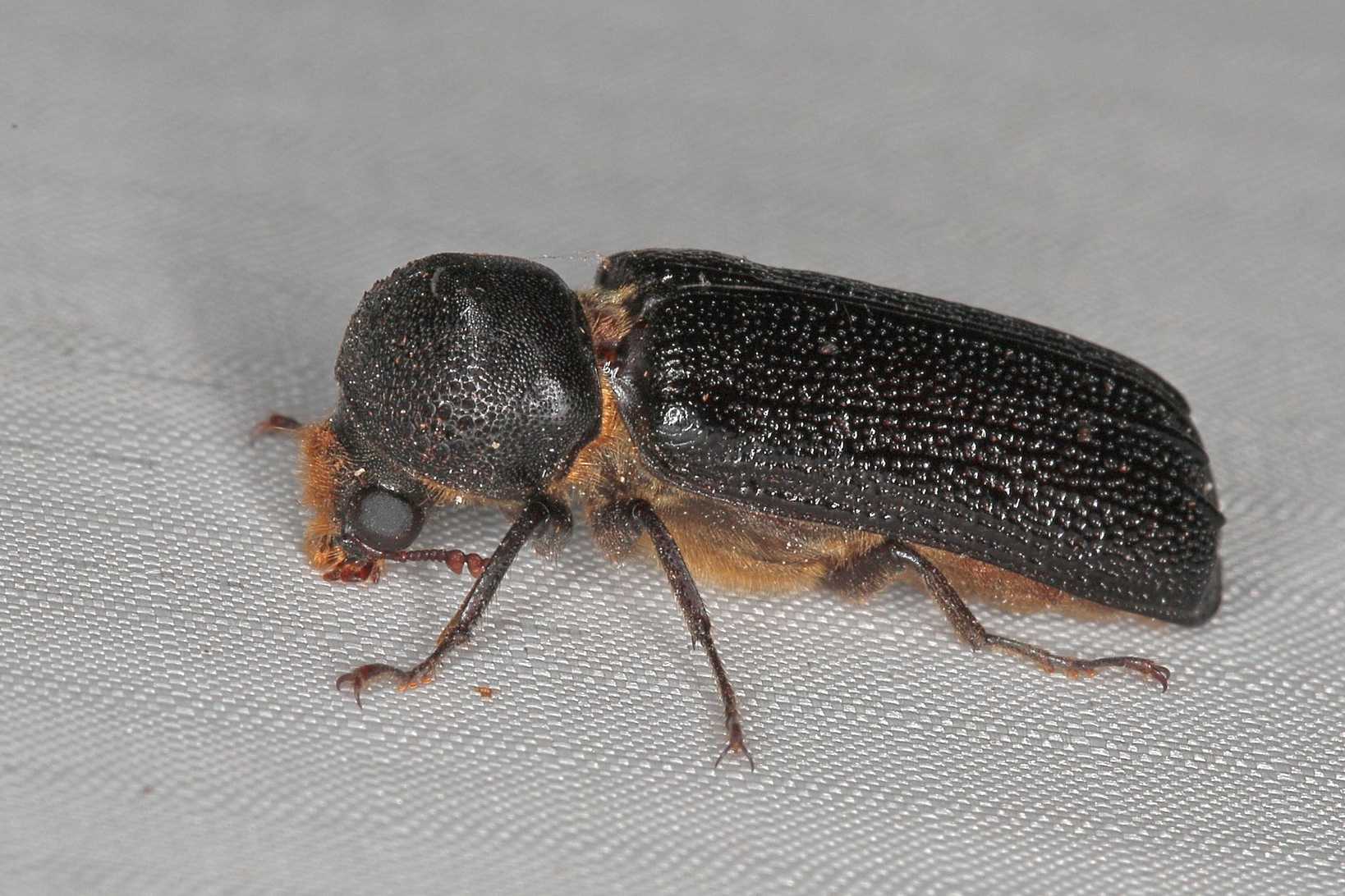 Apate monachus