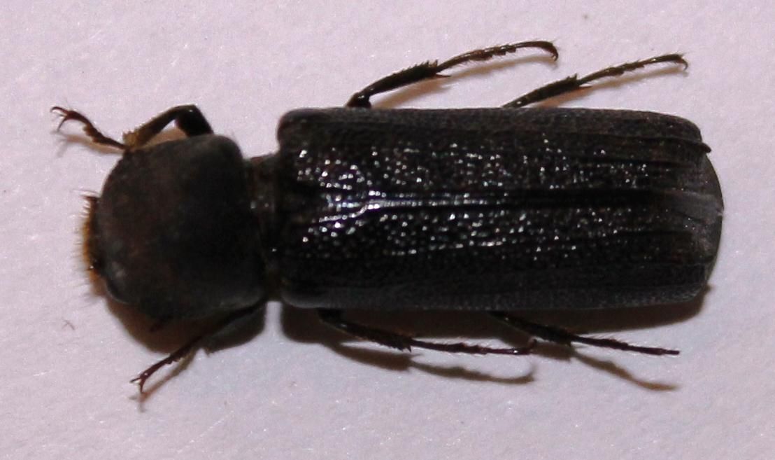 Apate monachus