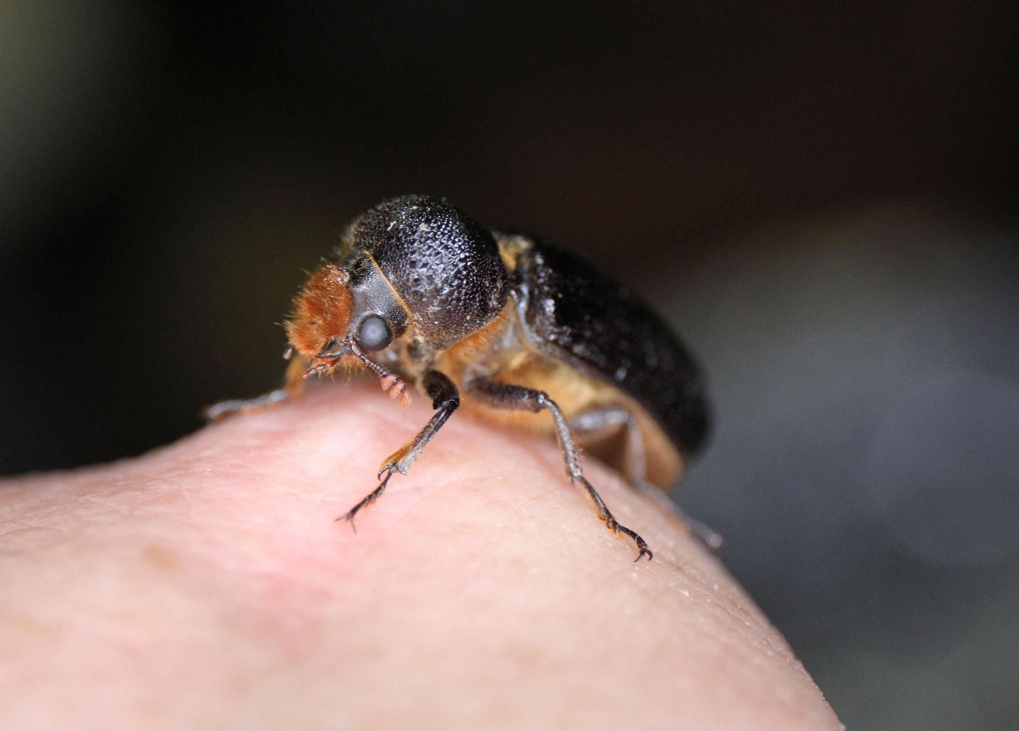 Apate monachus