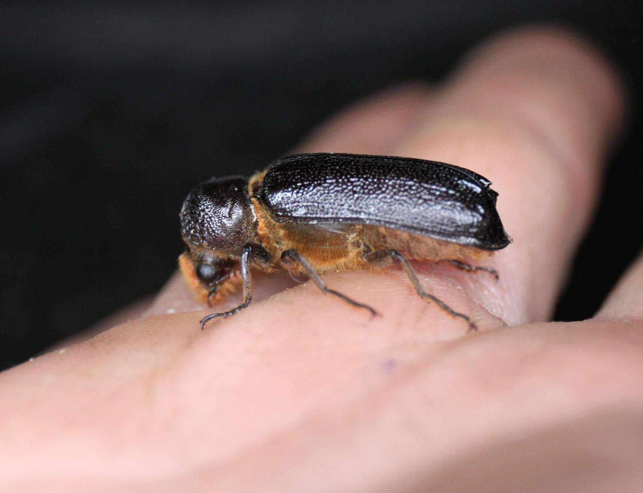 Apate monachus