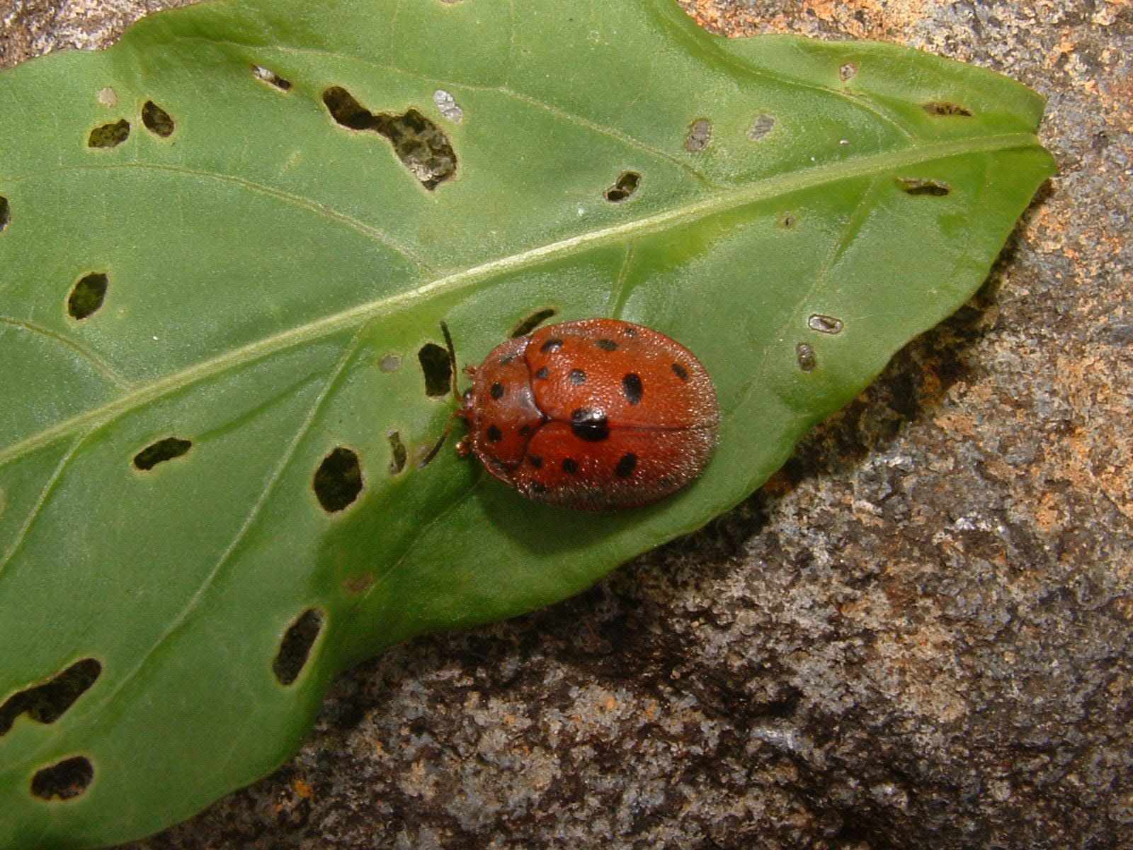 Chelymorpha gressoria