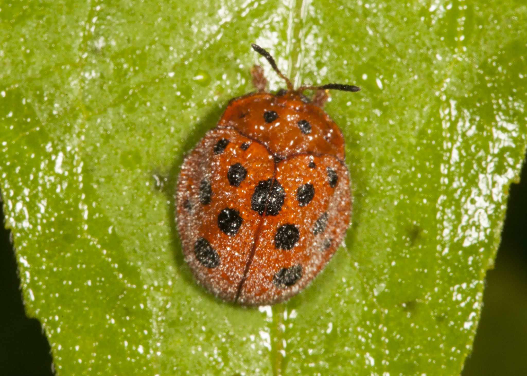 Chelymorpha gressoria